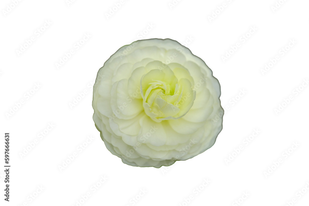 Obraz premium 鮮かなラキュランスの花の切抜き
