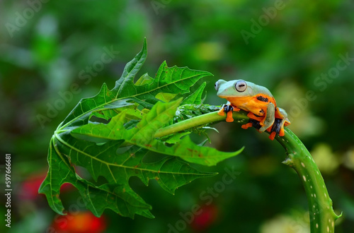 frog on a leaf