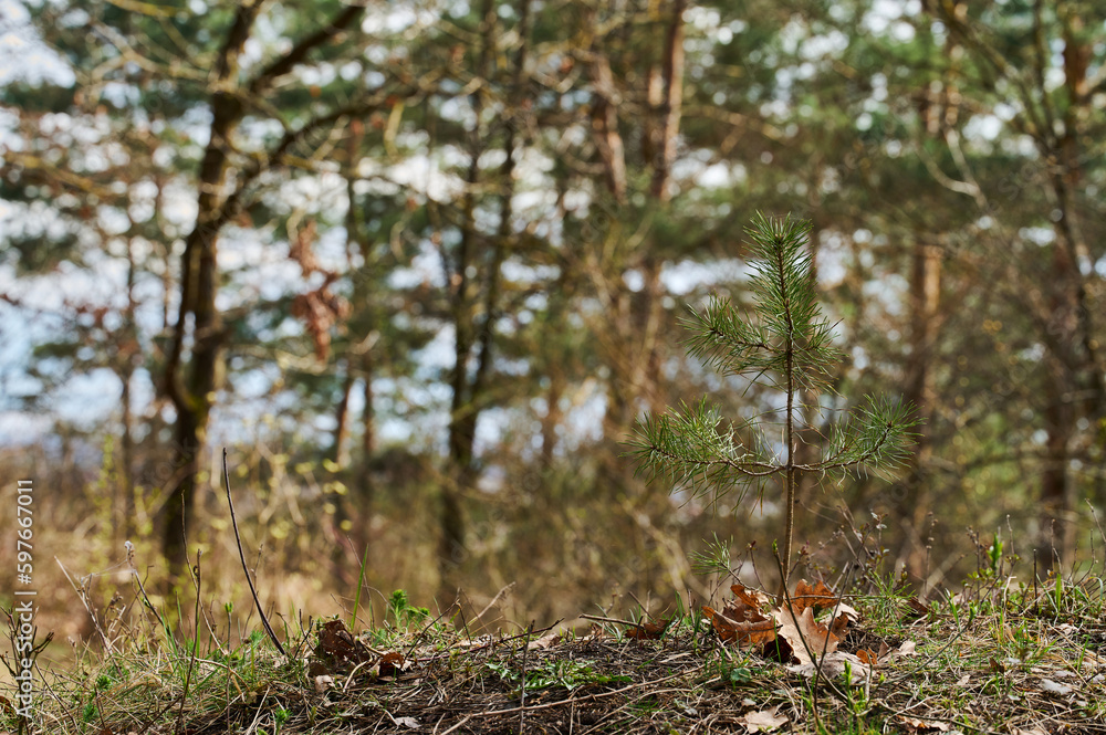 Beginning of tiny spruce tree life. Lonely sprout of conifer growing in middle of forest. Young spruce sprout on background of autumn forest. Beginning of tiny spruce tree life. Lonely sprout of conifer growing in middle of forest. Young spruce sprout on background of autumn forest.