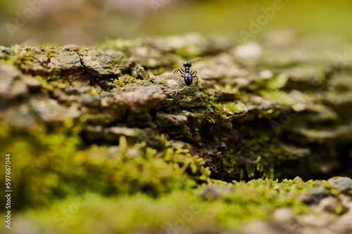 Tiny ant climbing stone covered by moss. Little insect living in natural environment. Black ant running on stone.