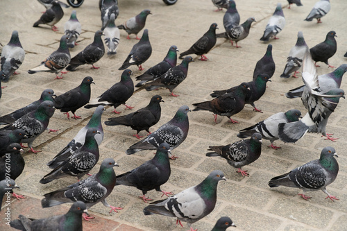 Flock of pigeons looking for food. City birds crowded streets. Pigeons walking in city center. photo