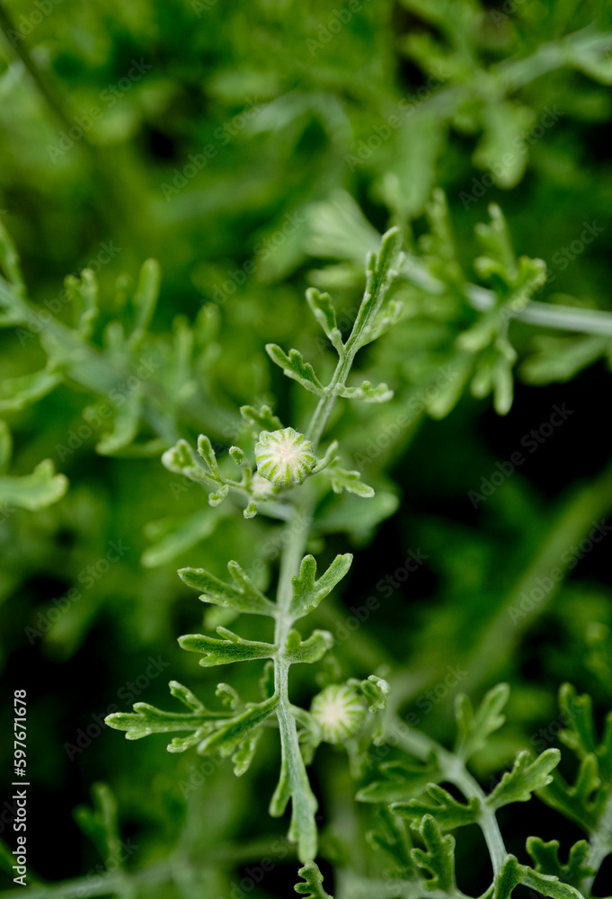 背景素材 除虫菊の葉っぱとつぼみ 背景素材 除虫菊の葉っぱとつぼみ