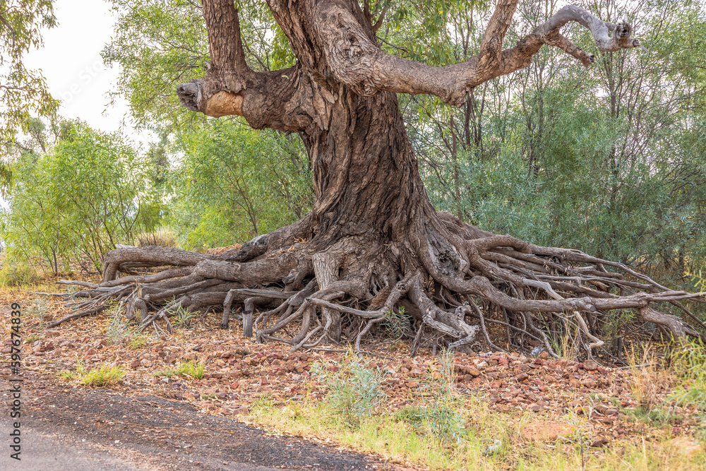 Flood damage to tree on river bank in outback Australia. Exposed roots Flood damage to tree on river bank in outback Australia. Exposed roots