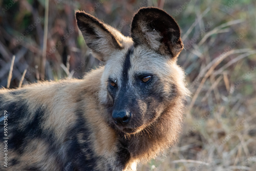 Portrait of an African wild dog Portrait of an African wild dog