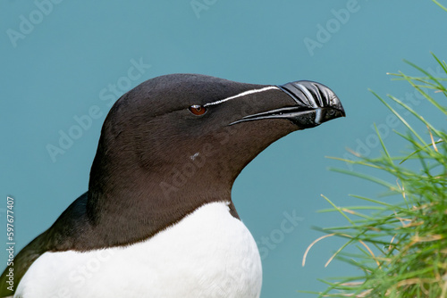 Razorbill (Alca torda) Portrait