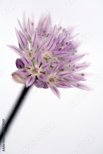 Chives flowers - Allium schoenoprasum
