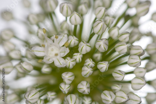 Chives flowers - white background - Allium schoenoprasum