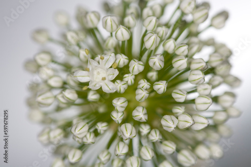 Chives flowers - white background - Allium schoenoprasum photo