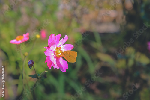 the zinnia flowers with a beautiful soft light. photo