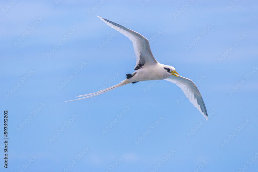 Paille-en-queue : Oiseau des Remparts et Falaises

