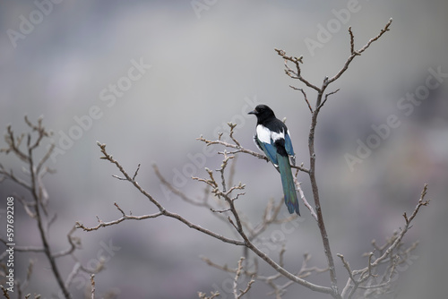 Magpie (pica pica) perched on a twig