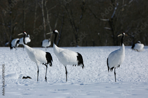 cranes in the snow