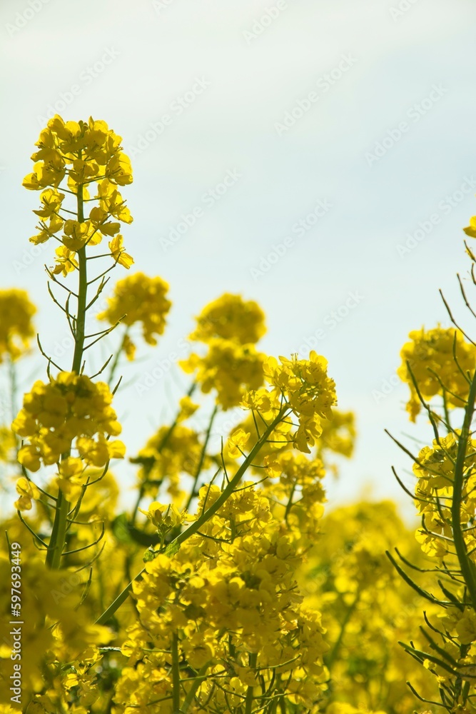 Obraz premium 菜の花 