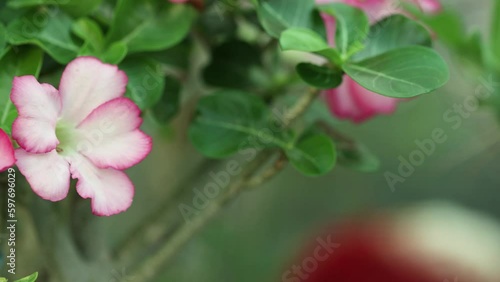 Closer view and left side truck camera movement from an Adenium obesum plant and its flower. photo