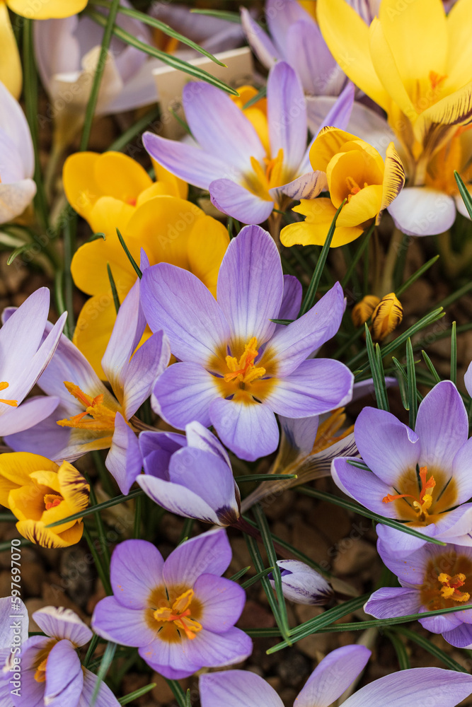 An orange-purple crocus petal with an orange-yellow stamen has opened. Petal multicolored. The inside of crocuss petal is orange from the bottom and white-violet striped on the top. An orange-purple crocus petal with an orange-yellow stamen has opened. Petal multicolored. The inside of crocuss petal is orange from the bottom and white-violet striped on the top.