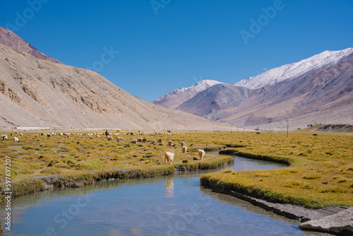sheep in the grassland, beautiful landscape with surrounding mountains and blue sky. Beautiful scenery on the way to pangong lake, Leh, Ladakh, Jammu and Kashmir, India