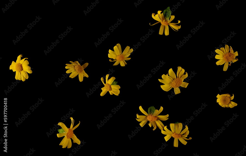 Yellow Chamomile, pattern flowers isolated on black, texture, top view Yellow Chamomile, pattern flowers isolated on black, texture, top view