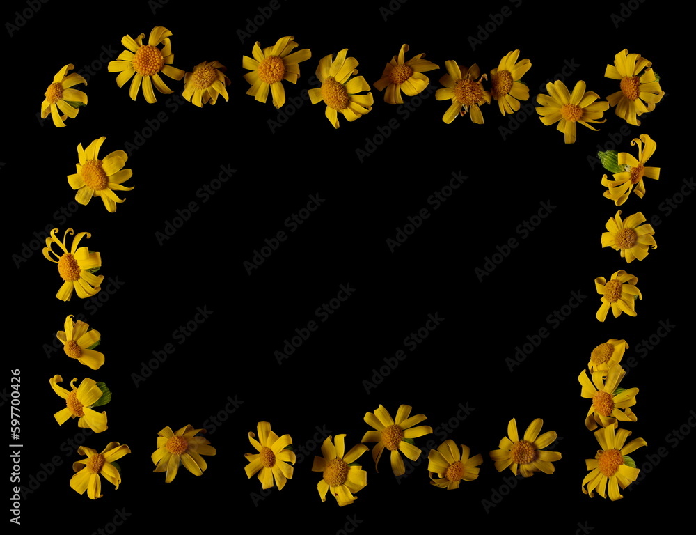 Yellow chamomile, frame flowers isolated on black, texture, top view Yellow chamomile, frame flowers isolated on black, texture, top view