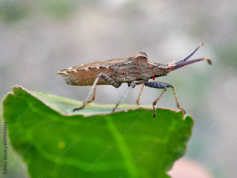 Fototapeta premium Bugs insect in a natural environment. Enoplops bos 