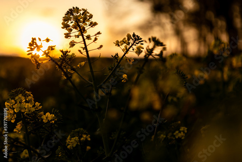 Raps bei untergehender Sonne