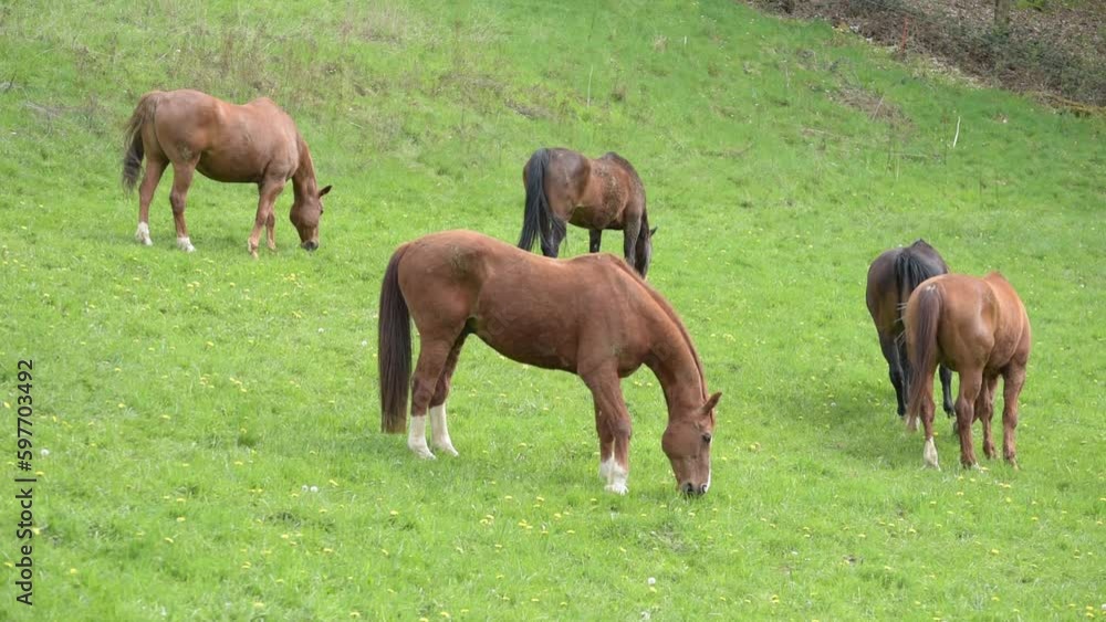 Herd of grazing brown horses in the meadow on a pasture eating grass in the rural countryside
Herd of grazing brown horses in the meadow on a pasture eating grass in the rural countryside
