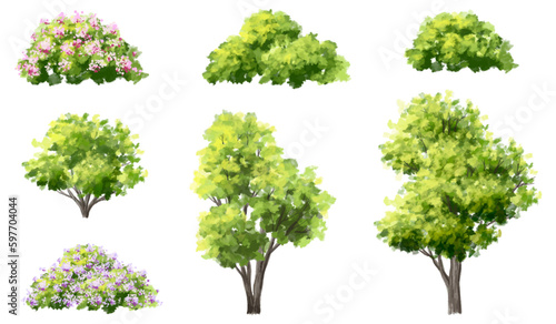 Vector watercolor of tree side view isolated on white background for landscape and architecture drawing  elements for environment and garden  painting botanical for section