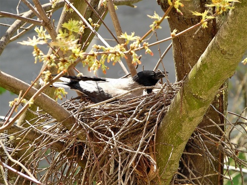 The gray crow sits in a nest, incubates eggs among the branches of a tree in springtime