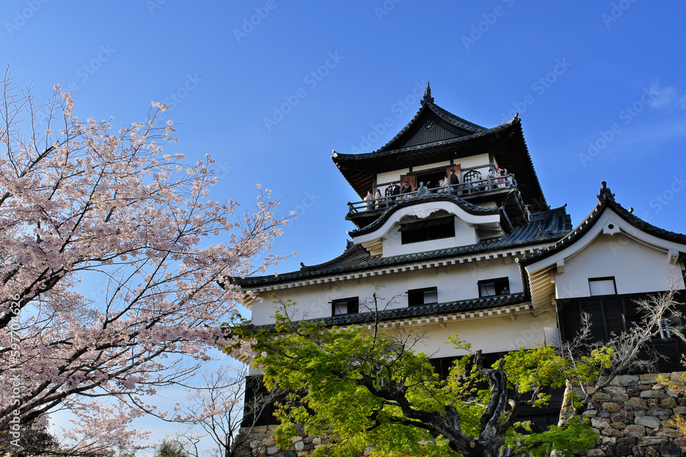 桜咲く犬山城 愛知県 桜咲く犬山城 愛知県