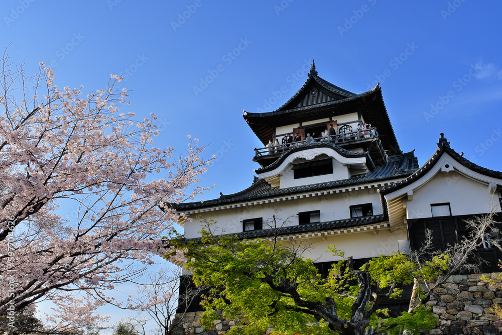 桜咲く犬山城　愛知県