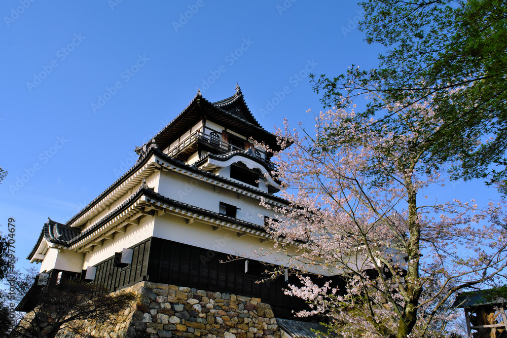 桜咲く犬山城　愛知県