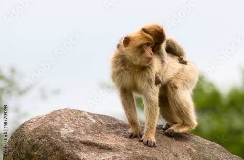 Two Monkeys  with One Carrying the Other on Its Back