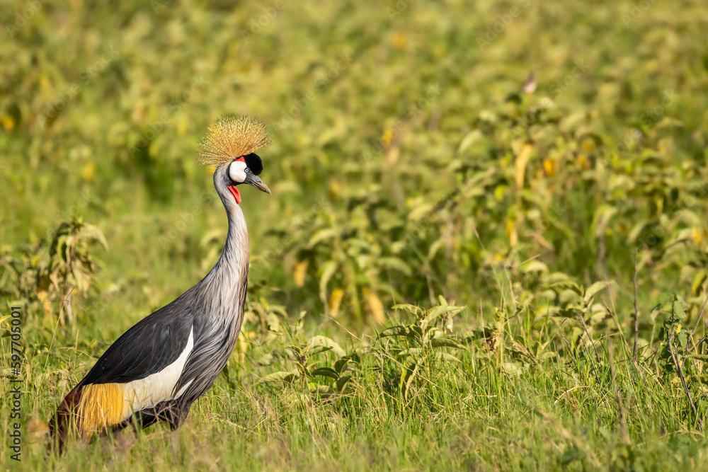 Fototapeta premium Portrait of Grey crowned crane ( Balearica regulorum), african bird with crown of stiff golden feathers, Amboseli National Park, Kenya