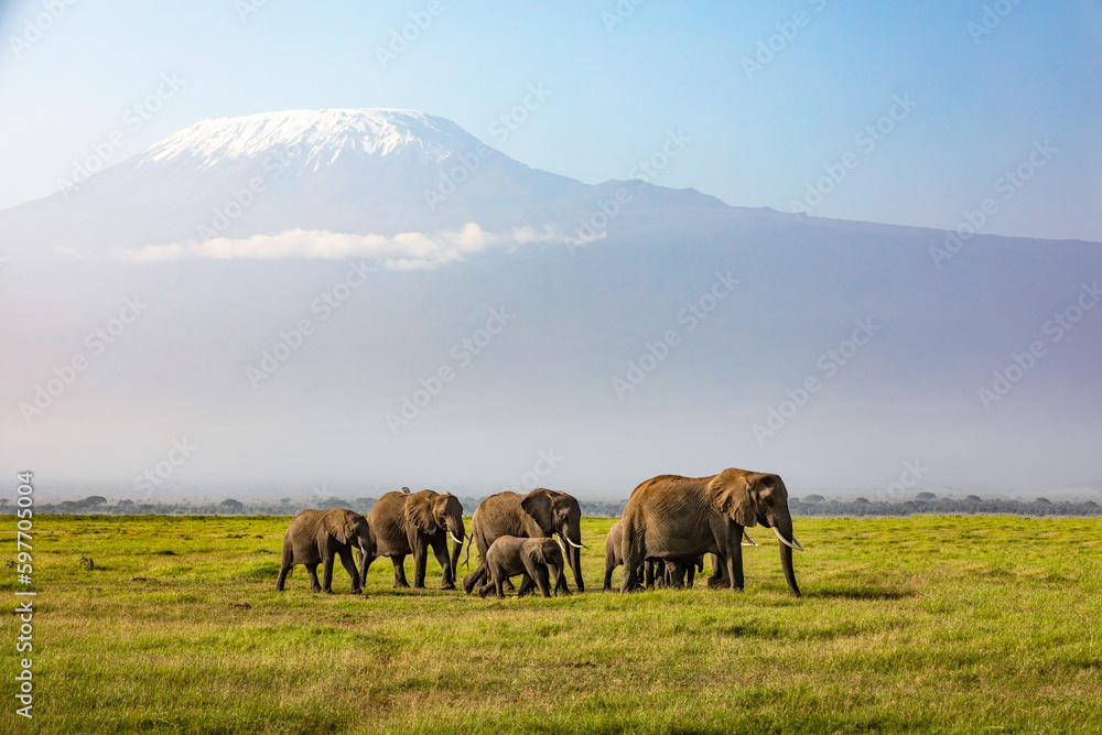 Mount Kilimanjaro with a herd of elephants walking across the foreground. Amboseli national park, Kenya. Mount Kilimanjaro with a herd of elephants walking across the foreground. Amboseli national park, Kenya.
