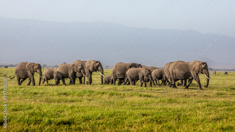 Herd of elephants walking across the foreground. Amboseli national park, Kenya. Herd of elephants walking across the foreground. Amboseli national park, Kenya.