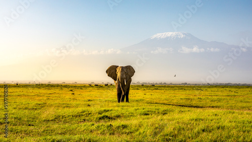 Mount Kilimanjaro with an elephant walking across the foreground. Amboseli national park, Kenya. photo