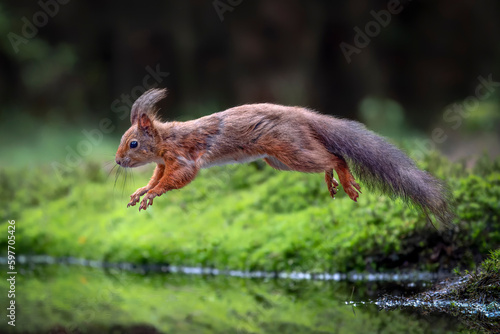 Red Squirrel (Sciurus vulgaris) jumping over the water in the forest of Noord Brabant in the Netherlands. 