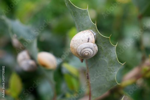 One snail on a prickly green leaf of a mahonia bush.