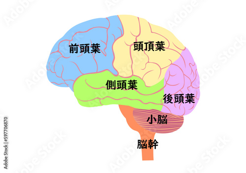 人間の脳の構造と名称