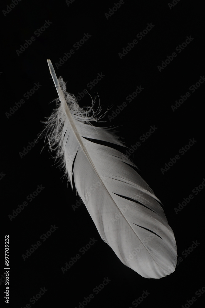 white feather macro and micro details on a black background