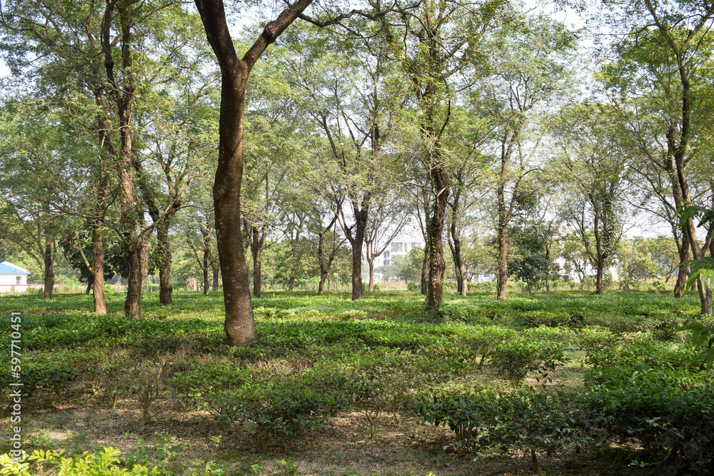 The beauty of a tea garden beneath huge trees (for natural shedding of tea plants) The beauty of a tea garden beneath huge trees (for natural shedding of tea plants)