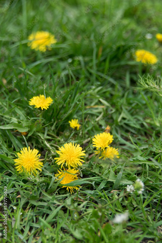 Dandelion flowers on green grass, selective focus, close-up Dandelion flowers on green grass, selective focus, close-up