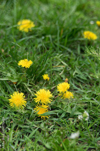Dandelion flowers on green grass, selective focus, close-up