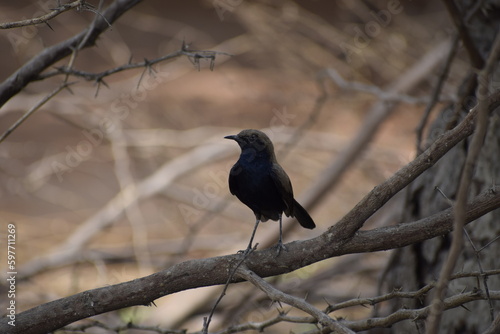 Indian Robin while sitting on a dry tree.