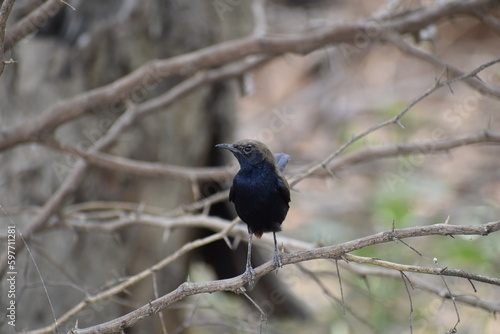 Indian Robin while sitting on a dry tree.