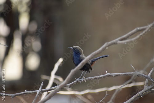 Indian Robin while sitting on a dry tree.