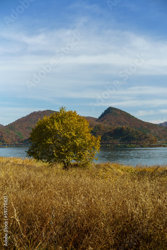 There is a tree in the wild reed fields of the autumn day of the clear day, and a calm river with a blue sky.