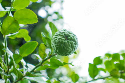 Close up Citrus hystix or kaffir lime on the tree.