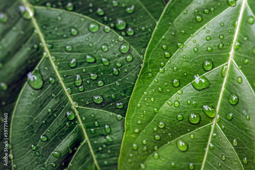 water drops after rain on green leaf