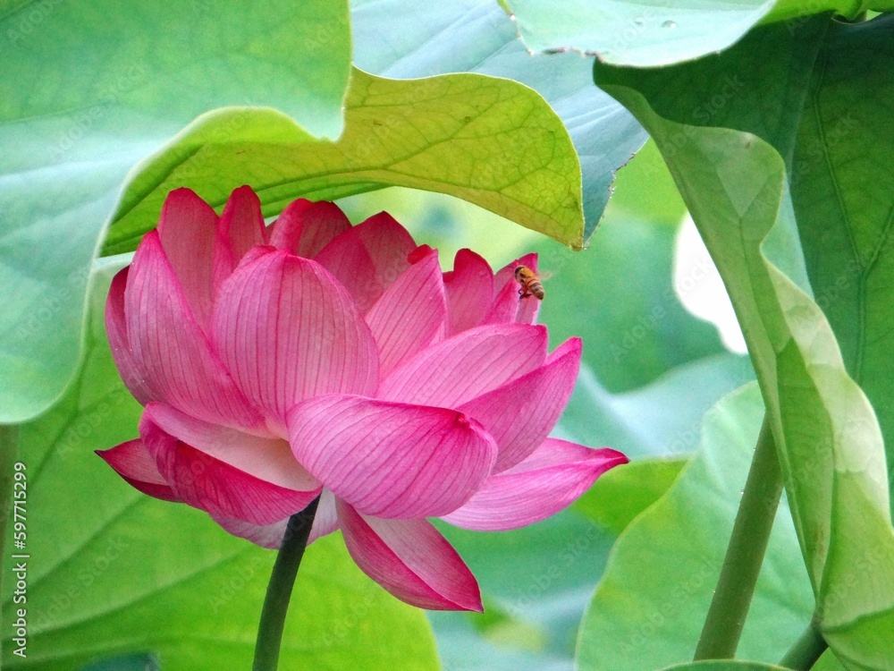 Obraz premium ピンクの蓮の花アップ