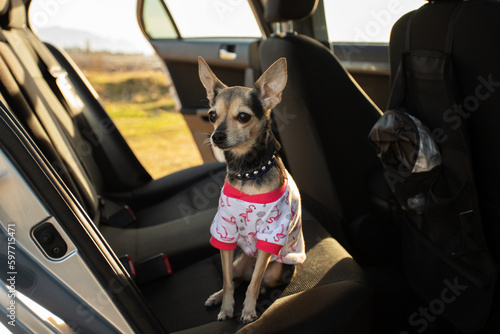 cute dog in the back seat of the car  travel with a pet  family road trip